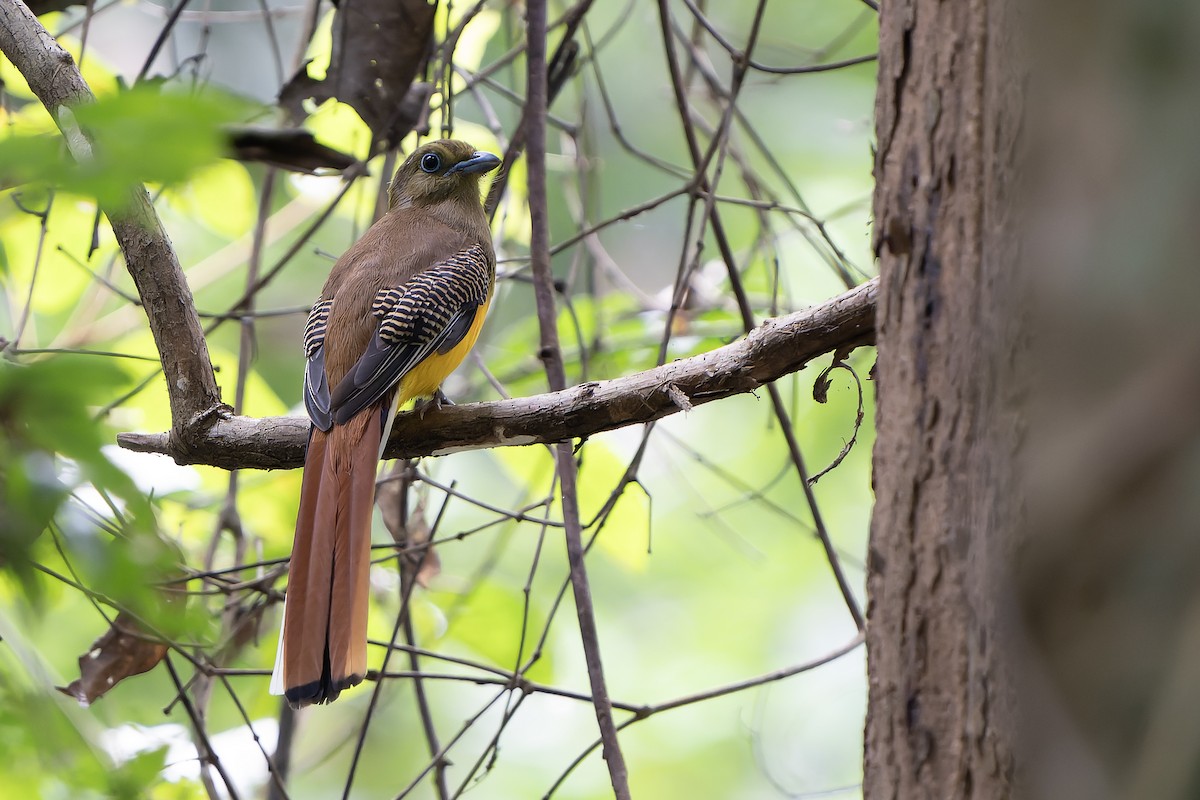 Orangebauchtrogon [dulitensis-Gruppe] - ML628466967