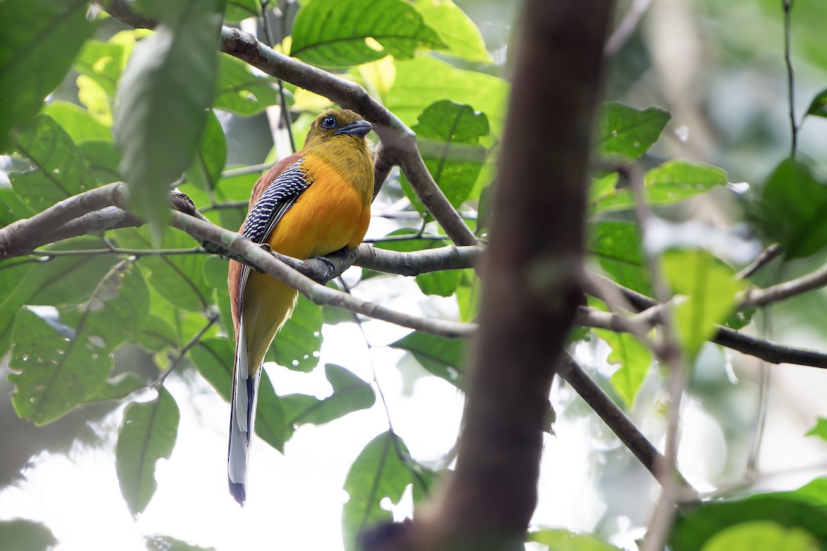 Orangebauchtrogon [dulitensis-Gruppe] - ML628466968