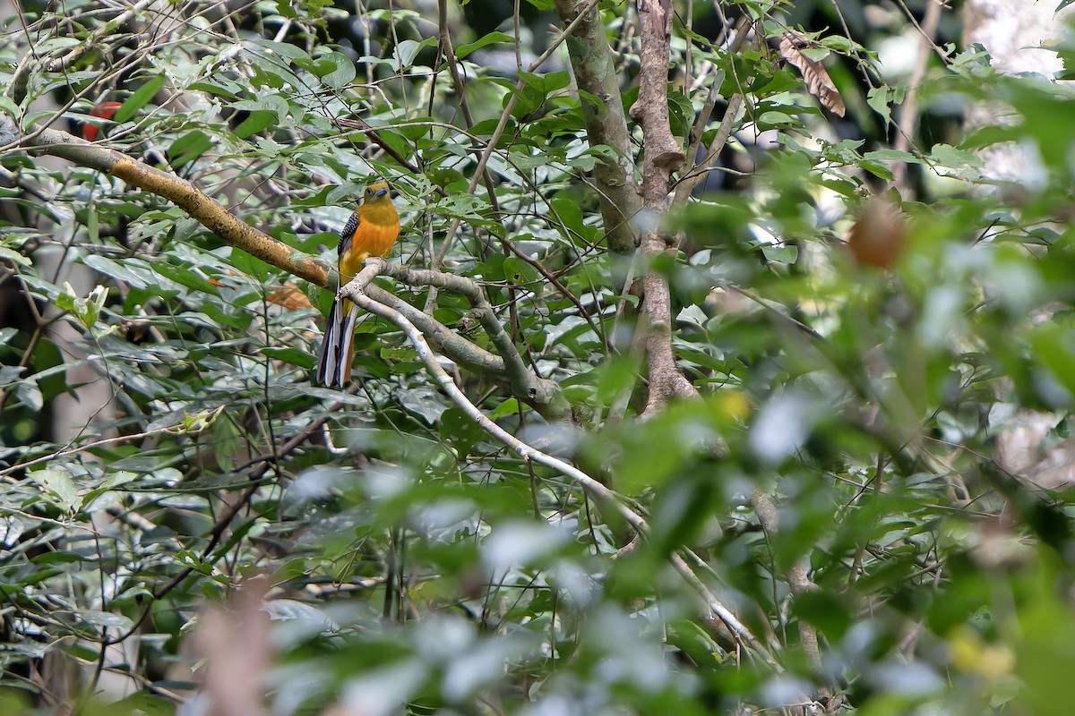 Orangebauchtrogon [dulitensis-Gruppe] - ML628466969