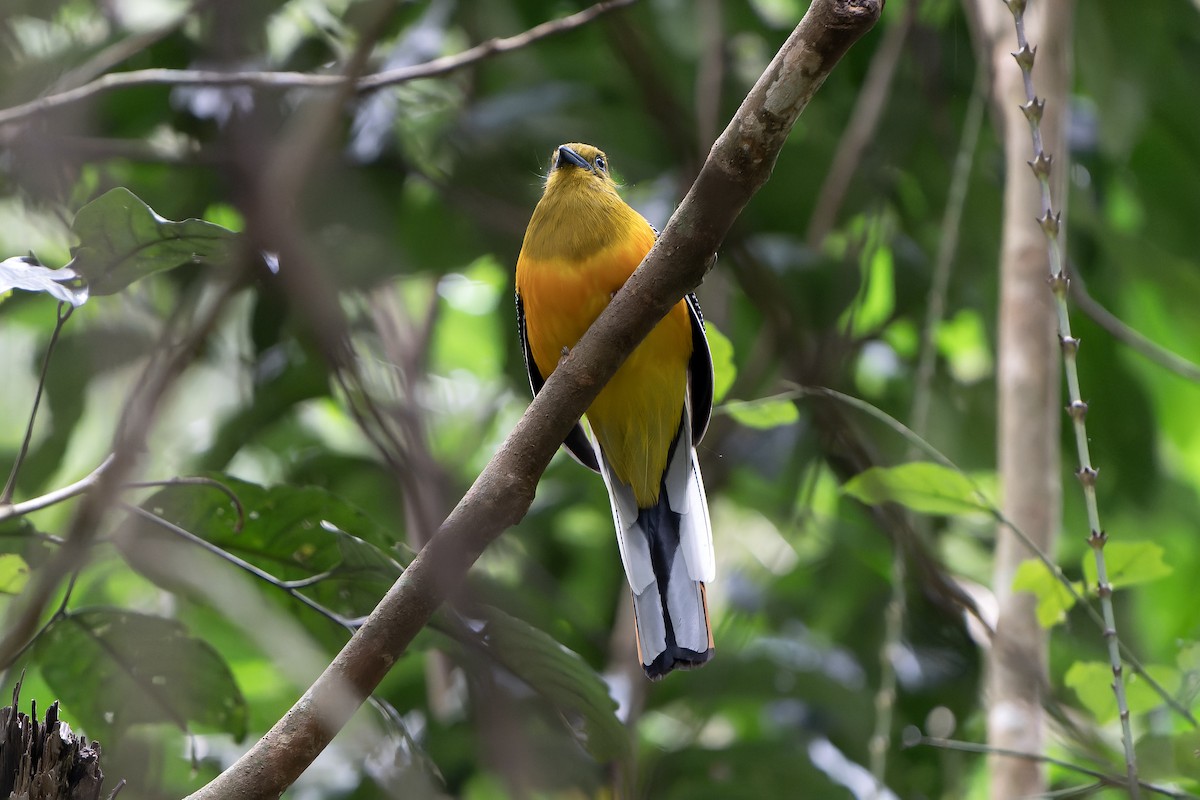 Orangebauchtrogon [dulitensis-Gruppe] - ML628466970