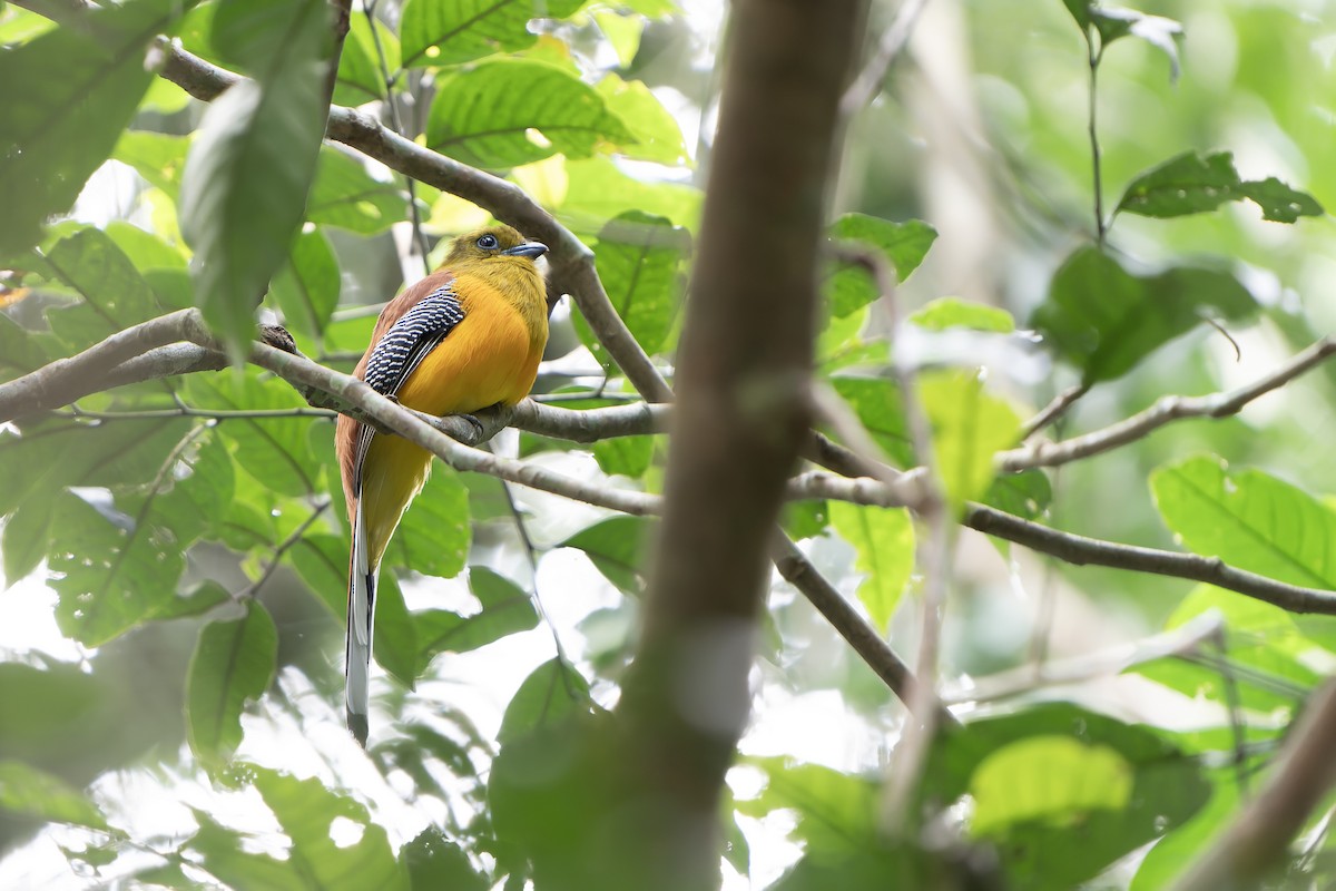 Orangebauchtrogon [dulitensis-Gruppe] - ML628466971