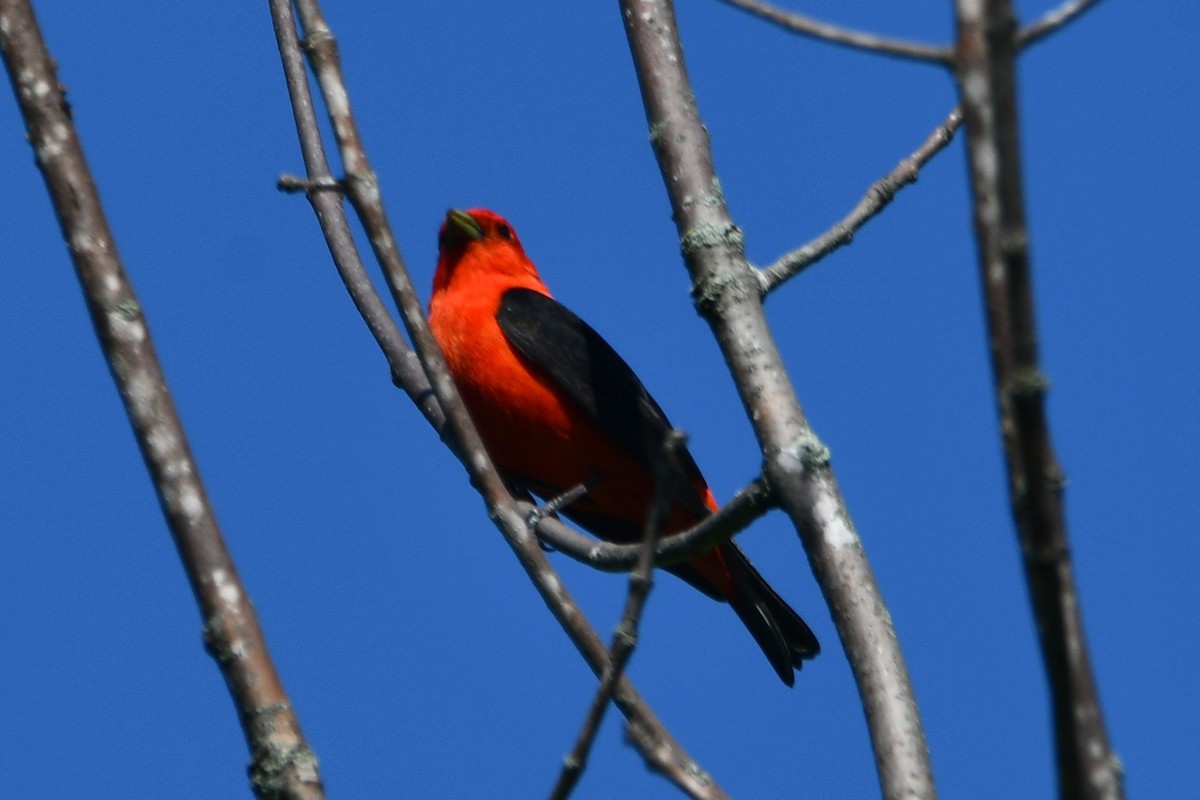 Scarlet Tanager - ML628467118