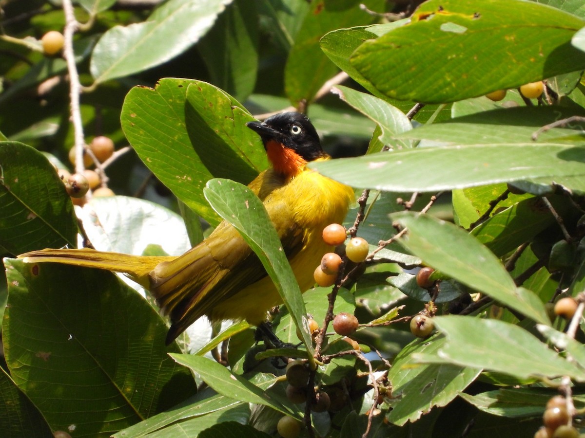 Flame-throated Bulbul - ML628467276