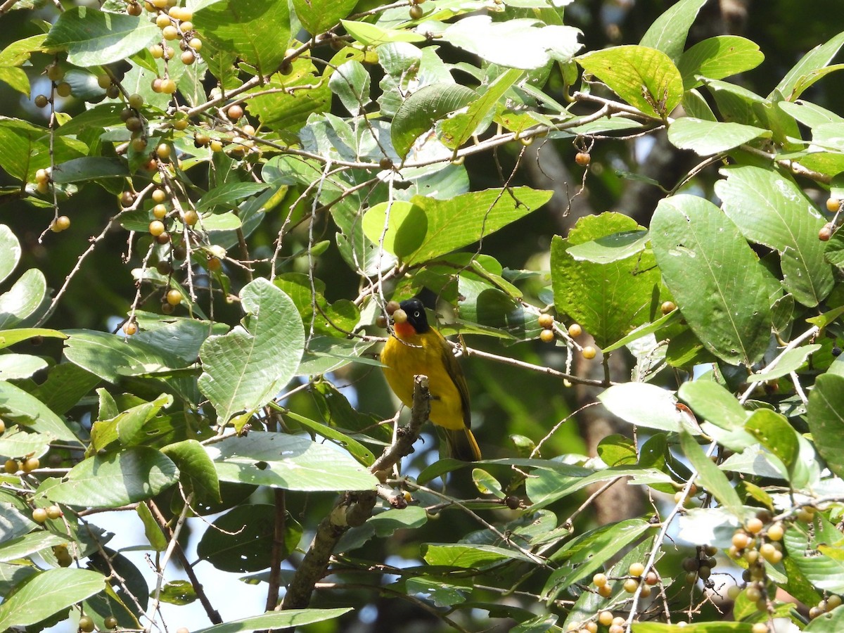 Flame-throated Bulbul - ML628467277