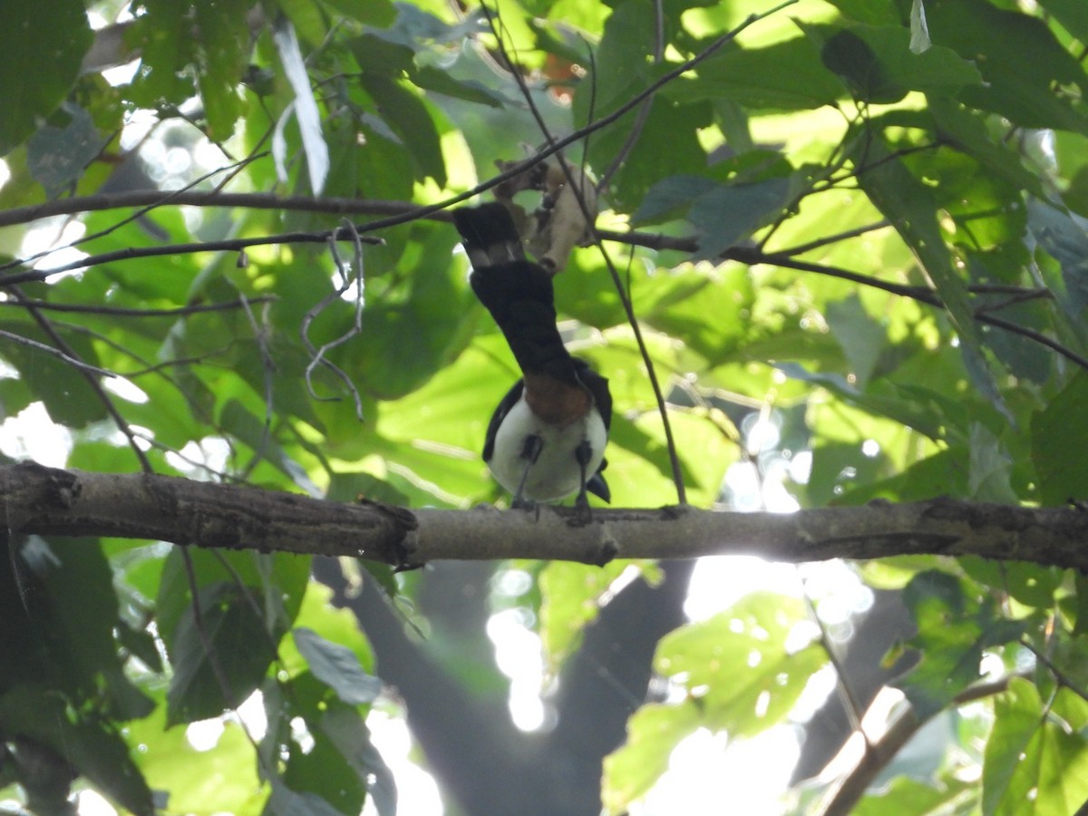 White-bellied Treepie - ML628467280