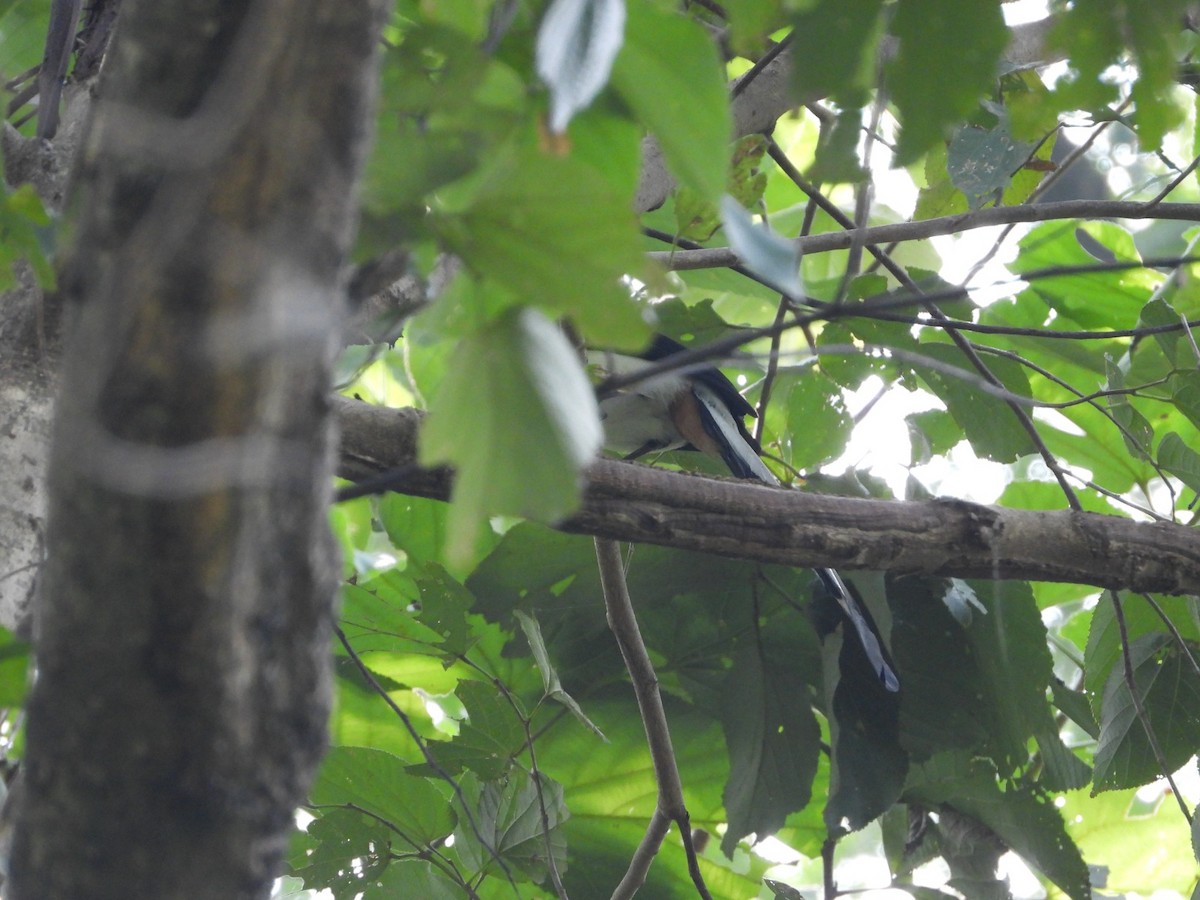 White-bellied Treepie - ML628467281