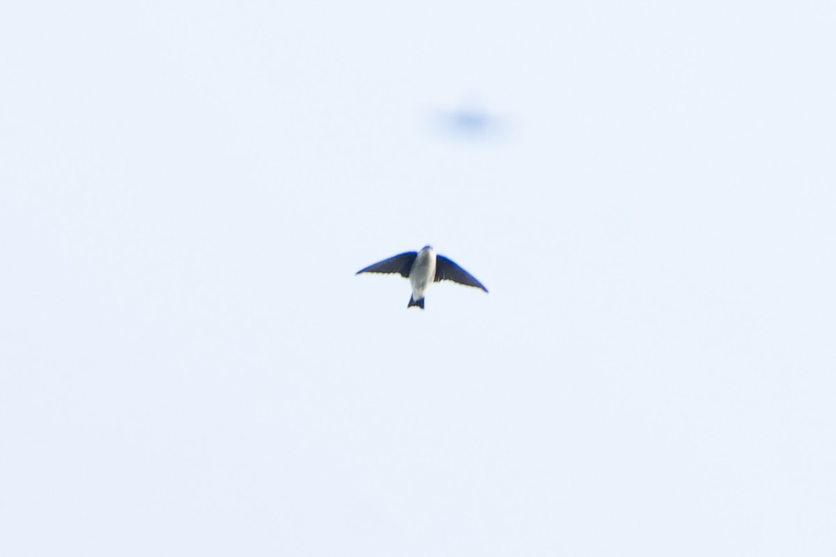 Siberian/Asian House-Martin - ML628467295