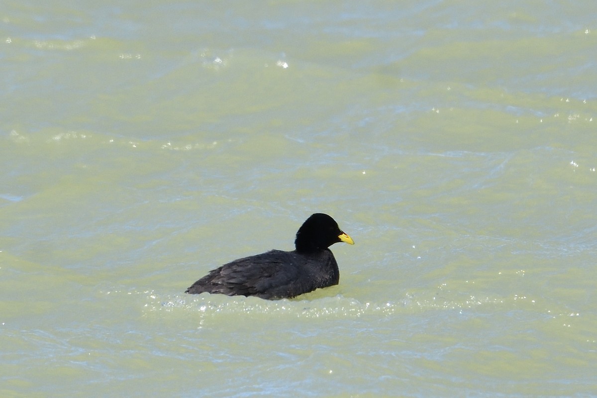 Red-gartered Coot - ML628467308