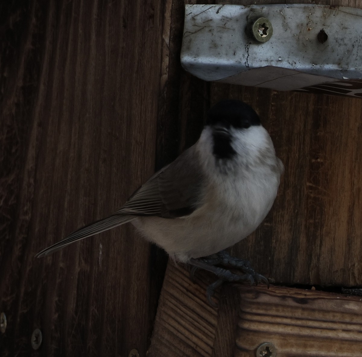 Marsh Tit - ML628467402
