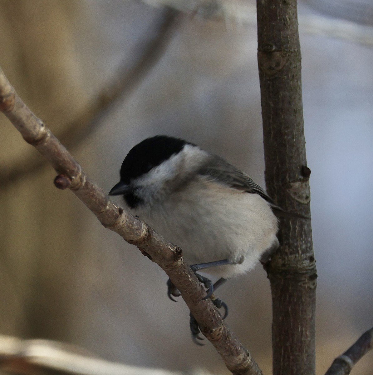 Marsh Tit - ML628467404