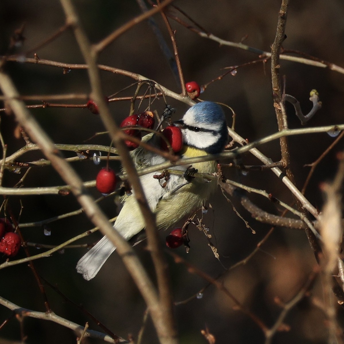Eurasian Blue Tit - ML628467413