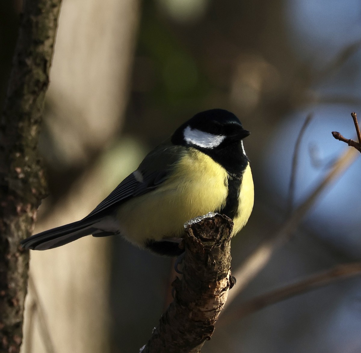 Great Tit - ML628467414