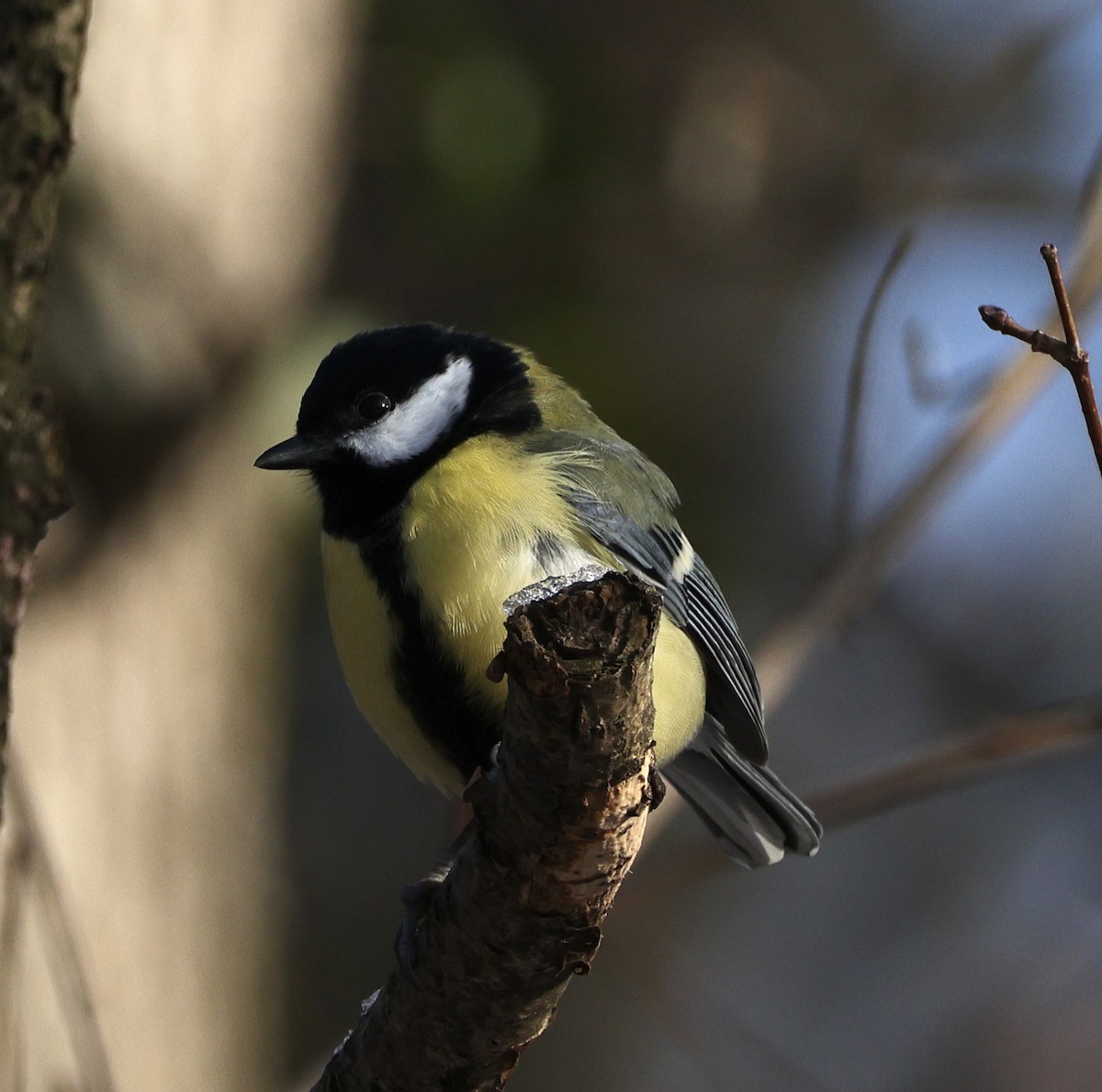 Great Tit - ML628467415