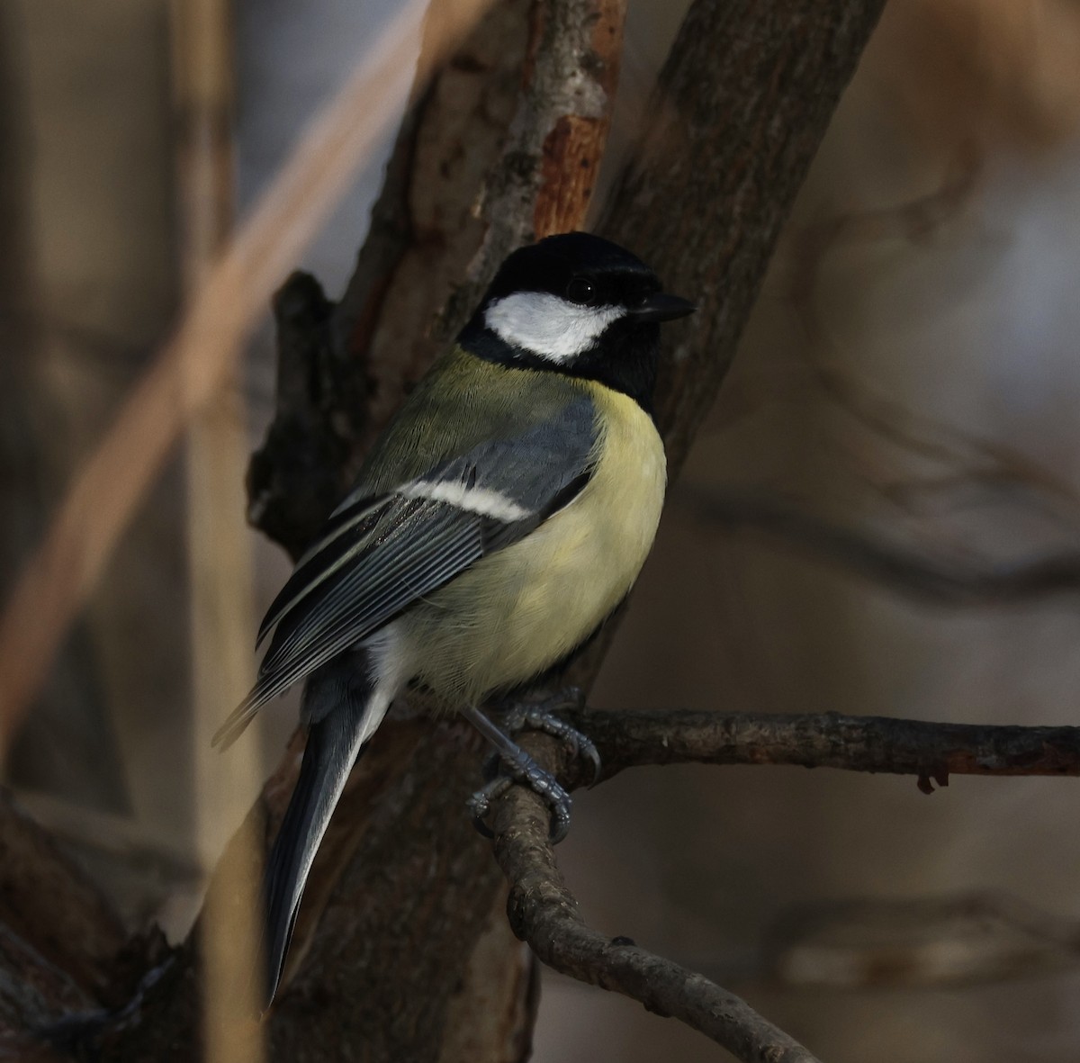 Great Tit - ML628467416