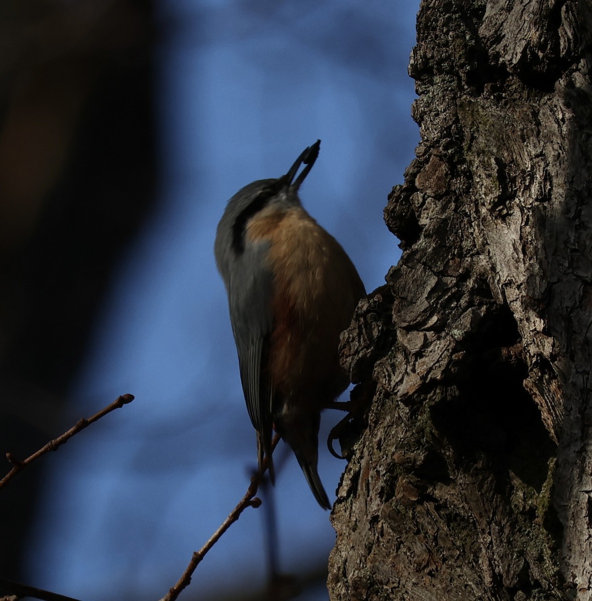 Eurasian Nuthatch - ML628467418