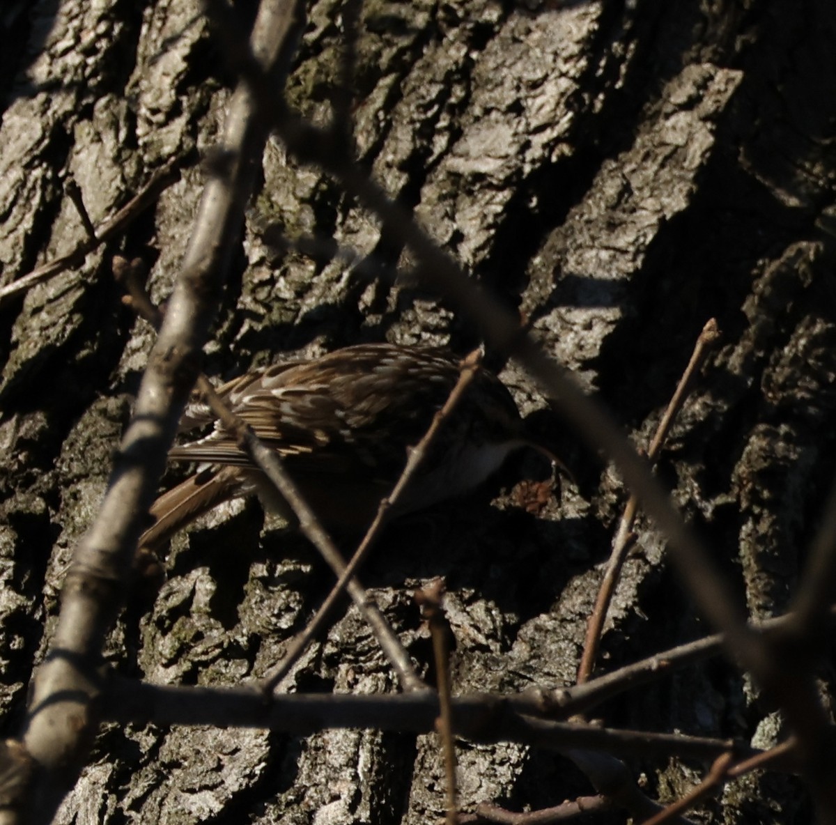 Short-toed Treecreeper - ML628467420