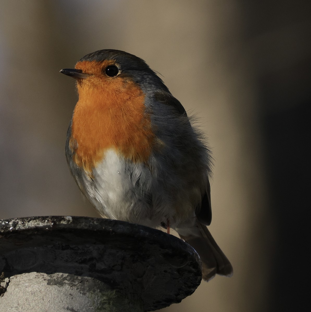 European Robin - ML628467424