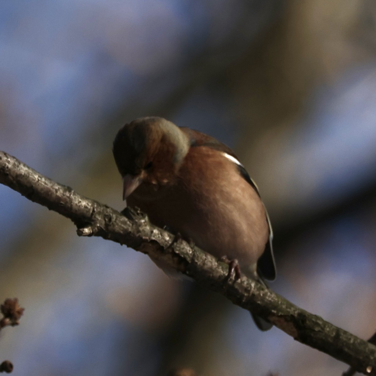 Common Chaffinch - ML628467427
