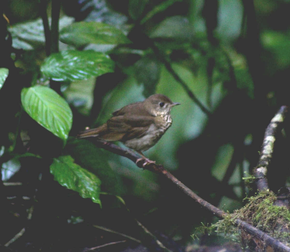 Gray-cheeked Thrush - ML628467525