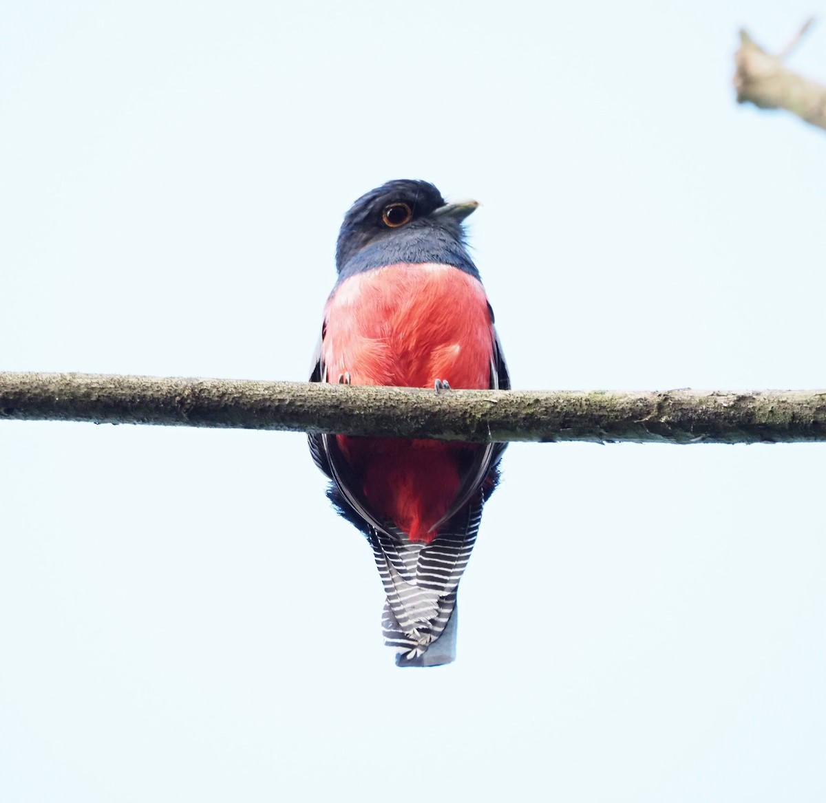 Blue-crowned Trogon - ML628467602