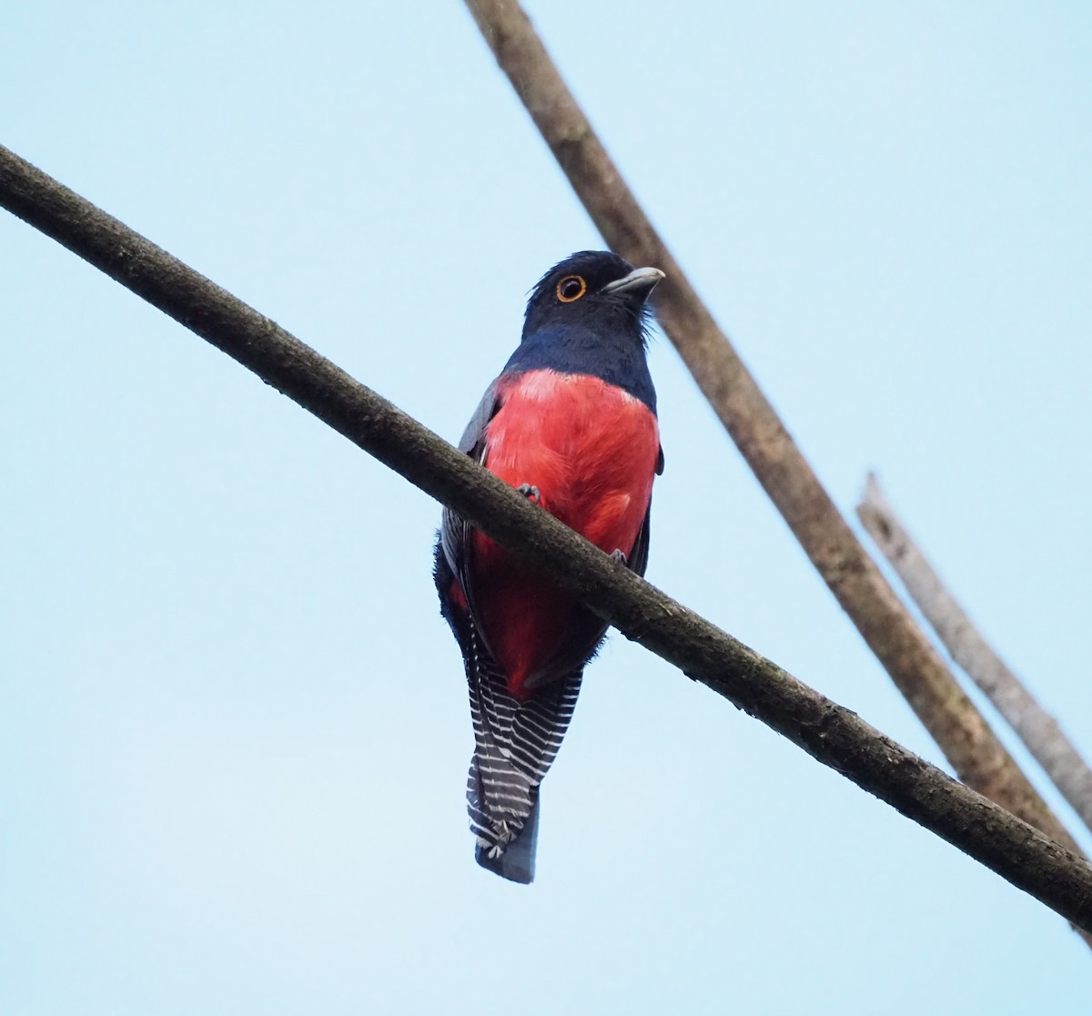Blue-crowned Trogon - ML628467603