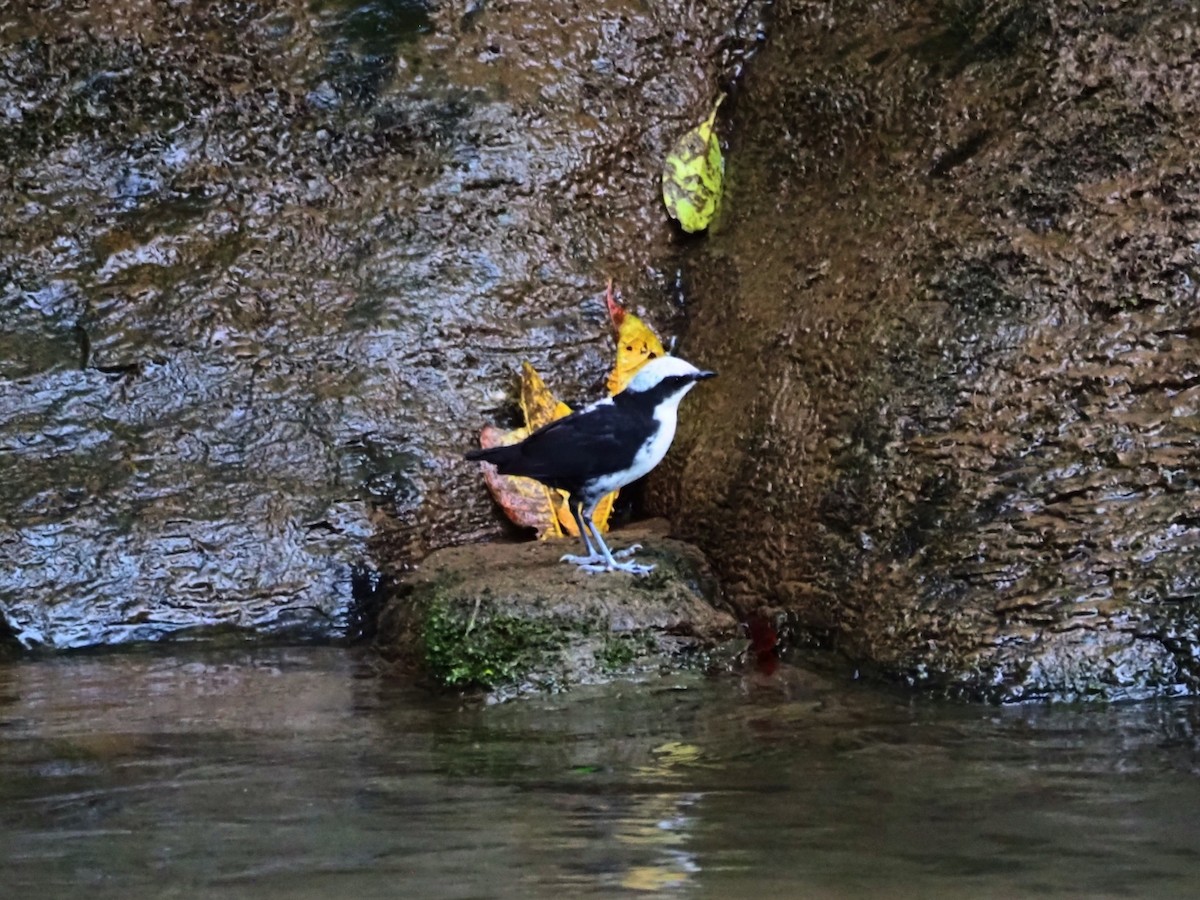 White-capped Dipper - ML628467658