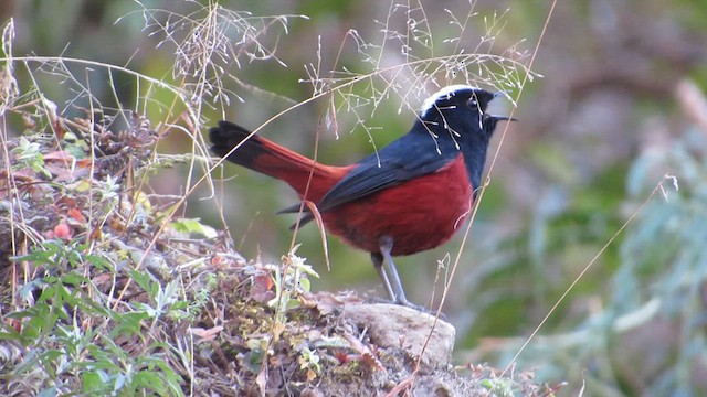 Халзан гал сүүлт - ML628467882