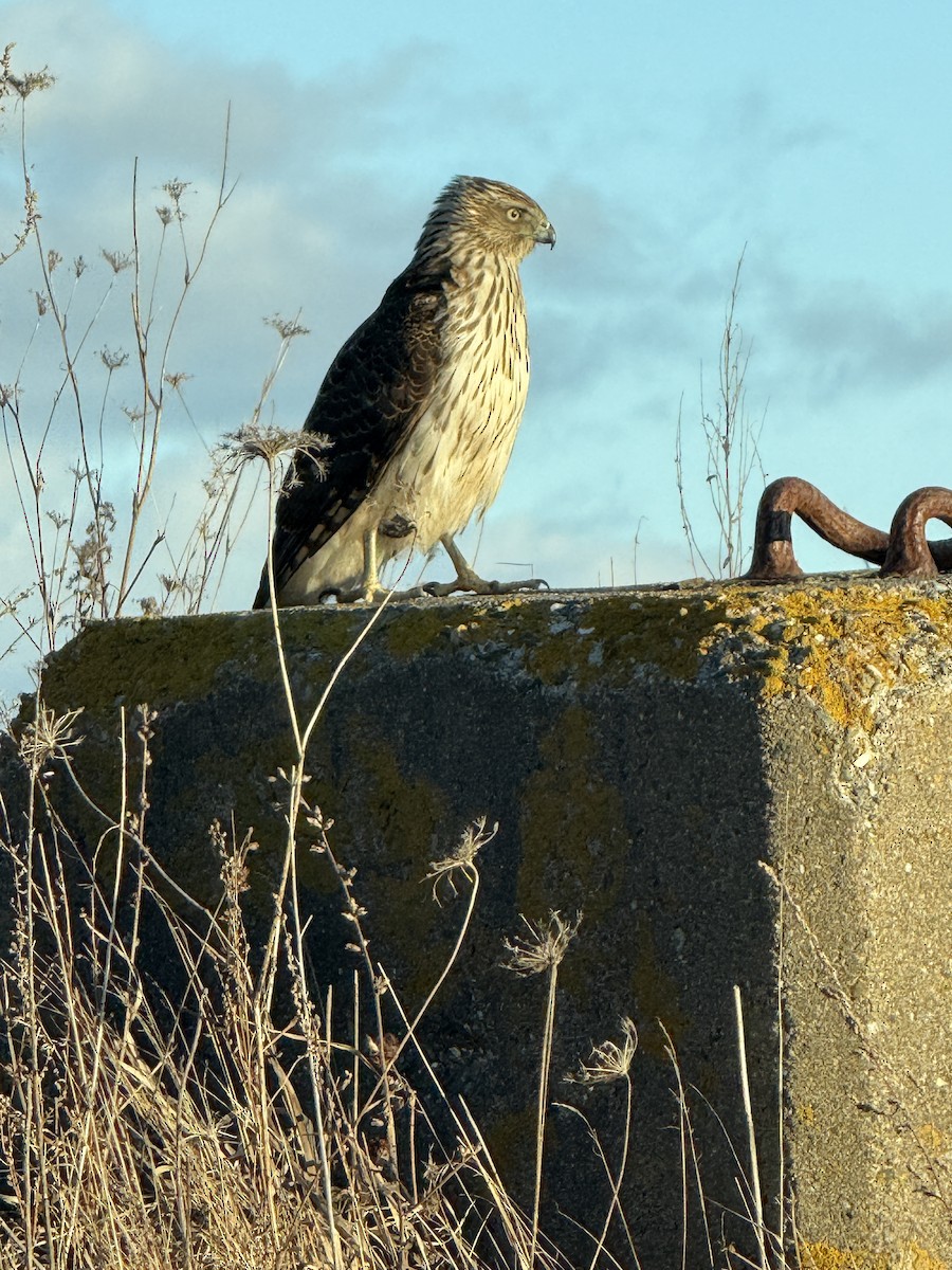 Cooper's Hawk - ML628468247