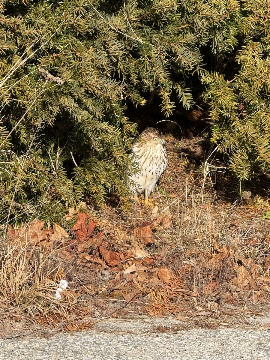 Cooper's Hawk - ML628468275