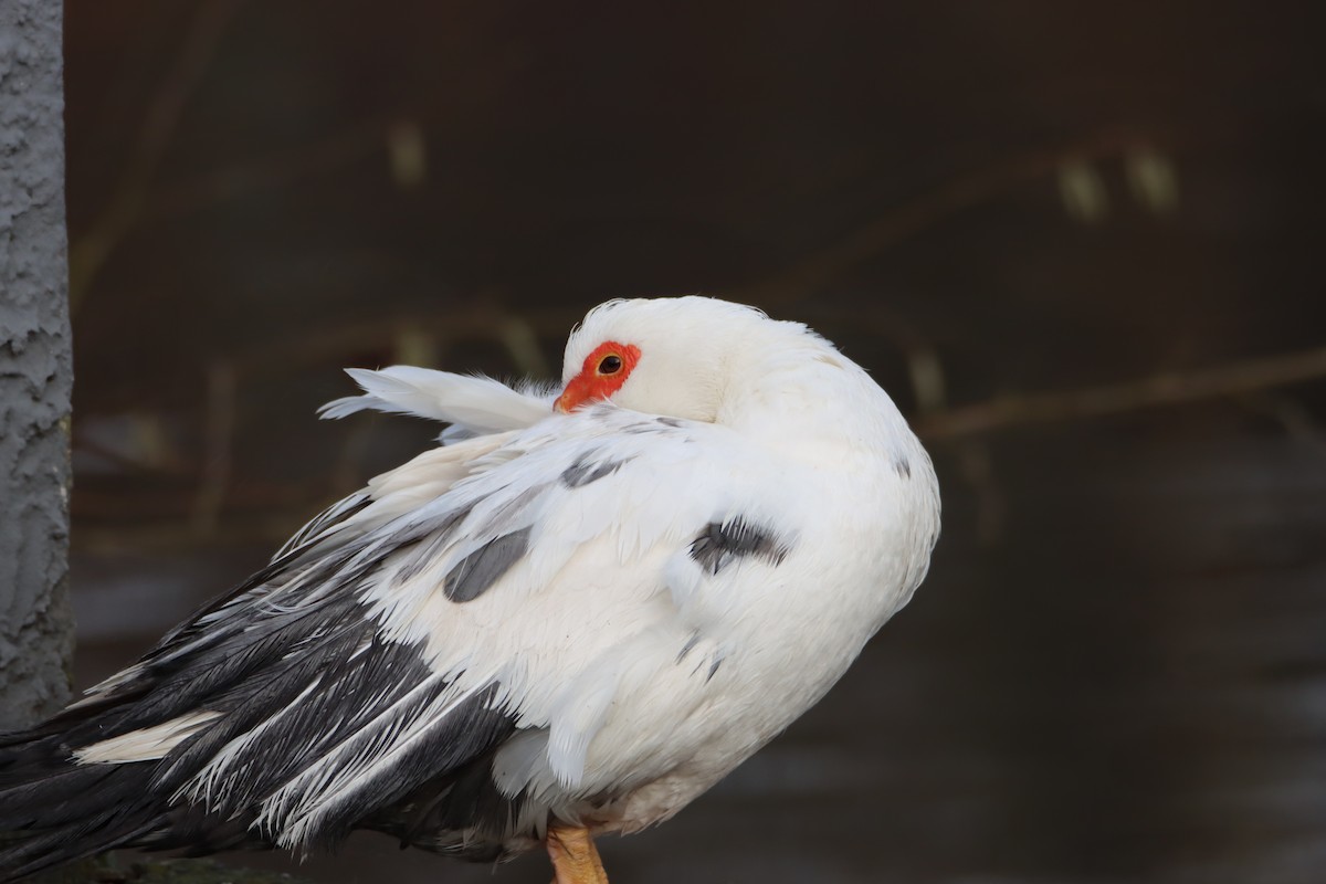 Muscovy Duck (Domestic type) - ML628468349