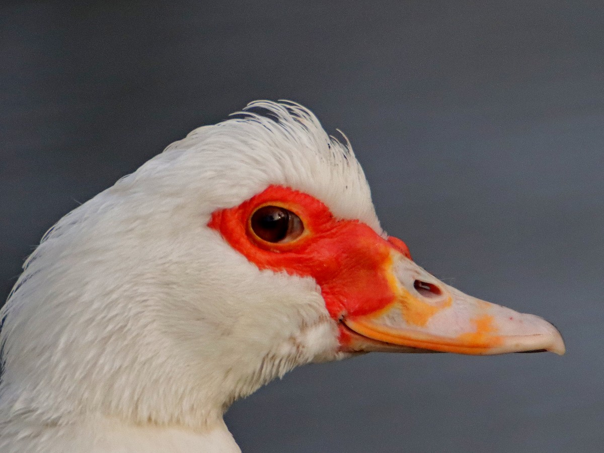 Muscovy Duck (Domestic type) - ML628468350