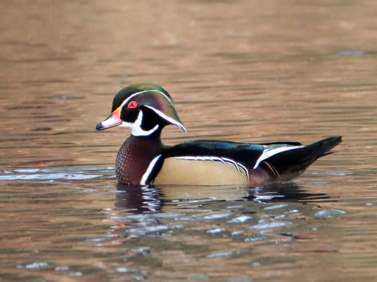 Wood Duck - ML628468359