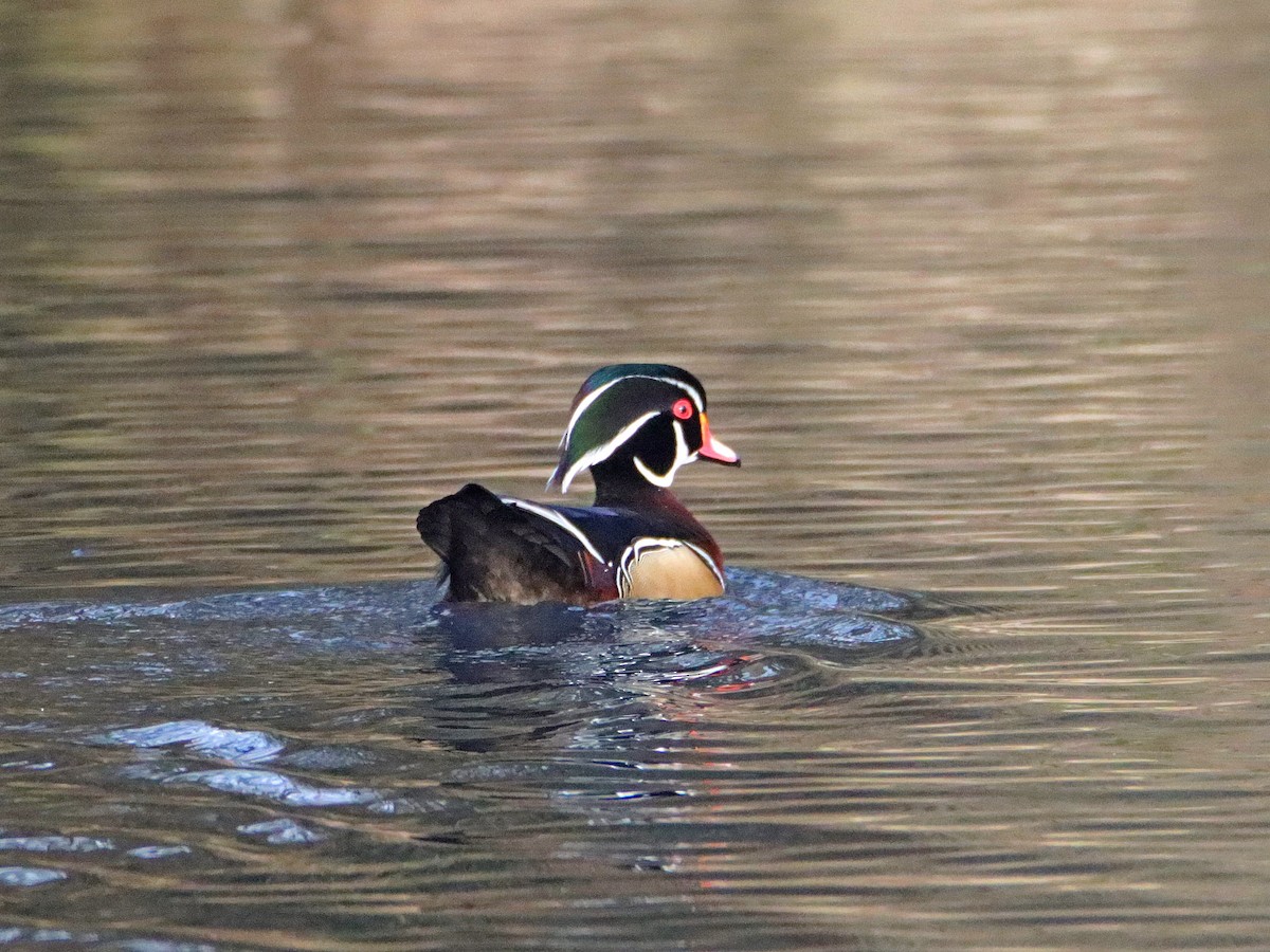 Wood Duck - ML628468360