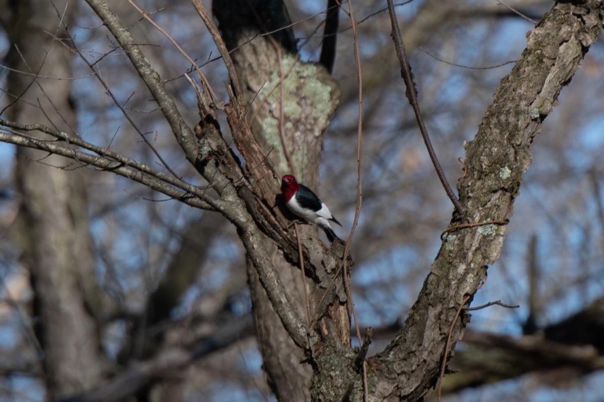 Red-headed Woodpecker - ML628468376