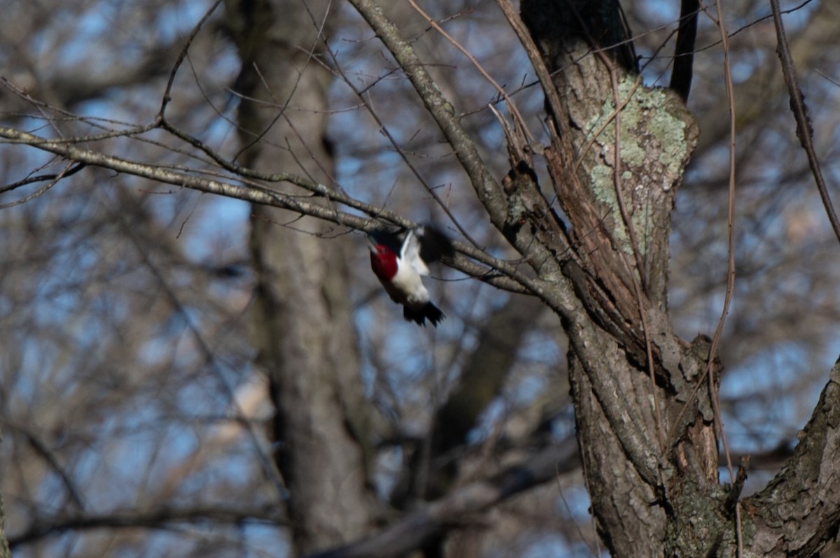 Red-headed Woodpecker - ML628468377