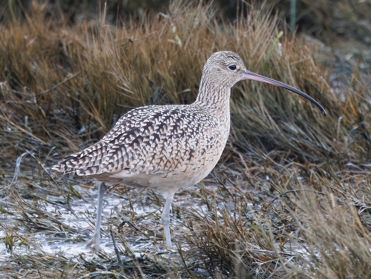 Long-billed Curlew - ML628468593