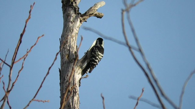 Lesser Spotted Woodpecker - ML628468622