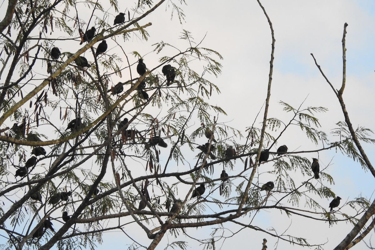 Burmese Myna - ML628468652