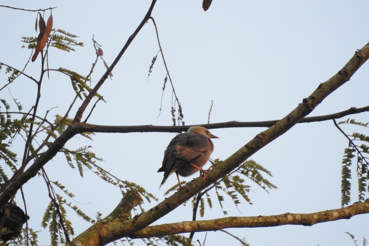 Burmese Myna - ML628468653