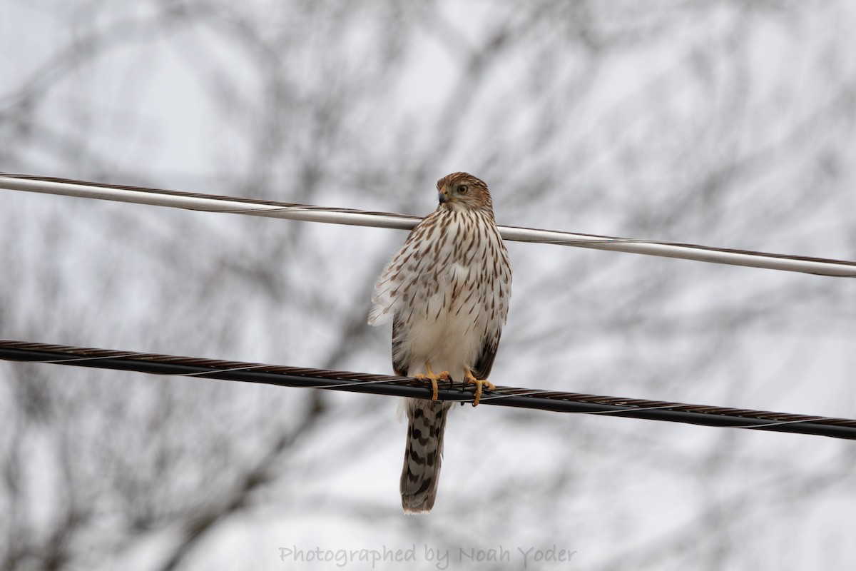 クーパーハイタカ - ML628468778