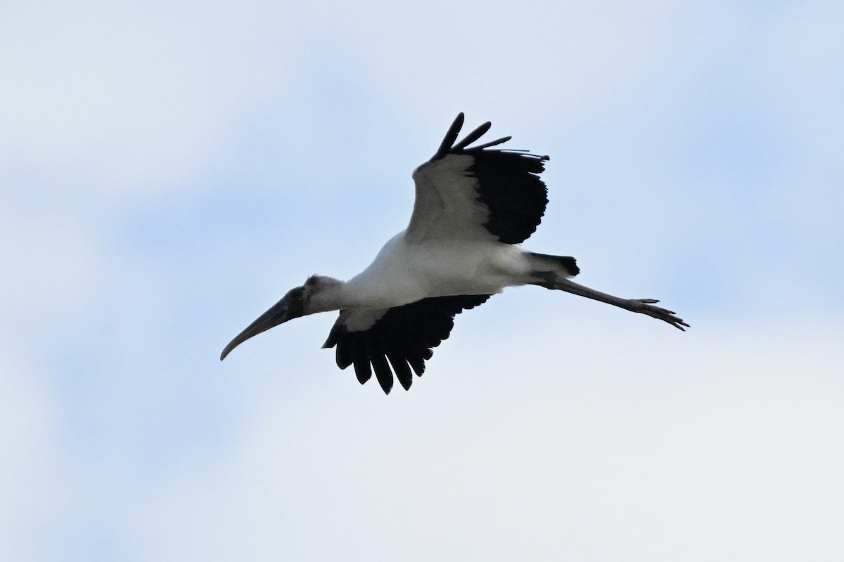 Wood Stork - ML628468845