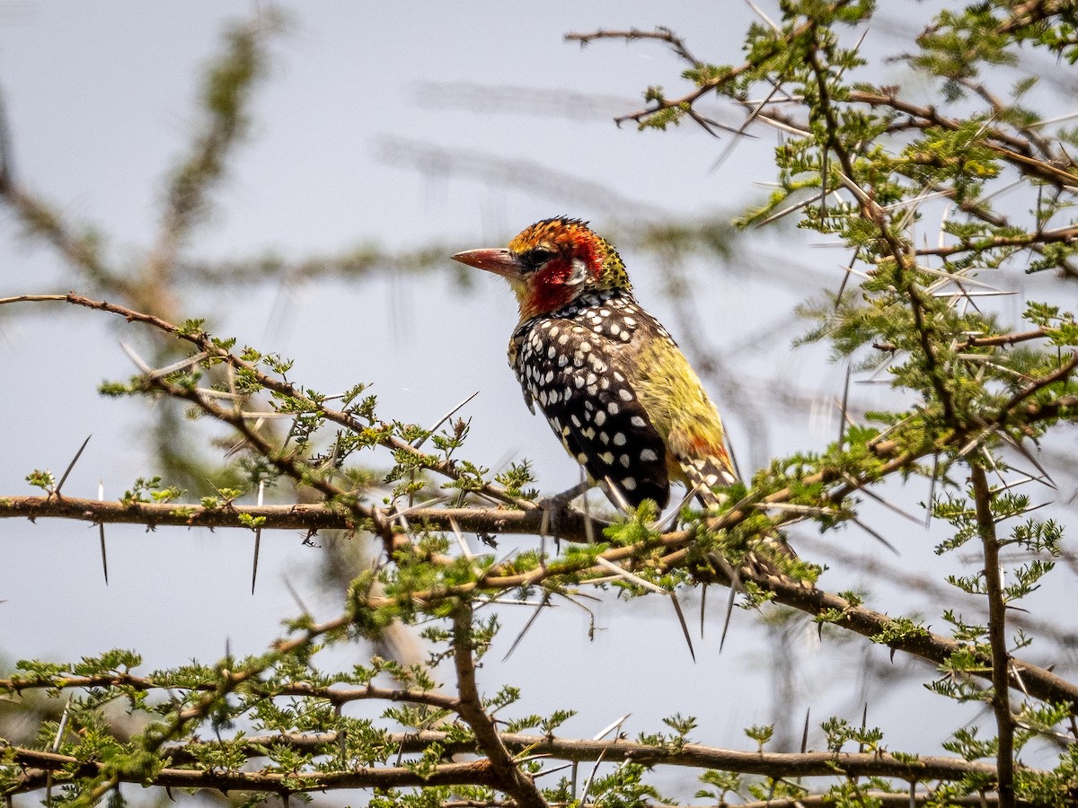 Red-and-yellow Barbet - ML628468935