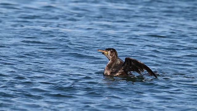 Cormoran de Temminck - ML628468990