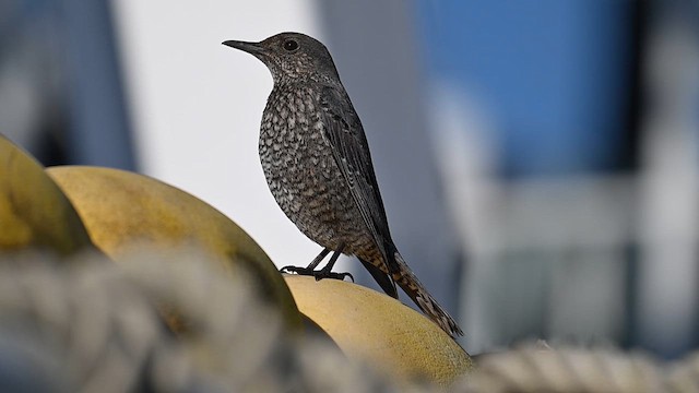 Цэнхэр жижир - ML628469018