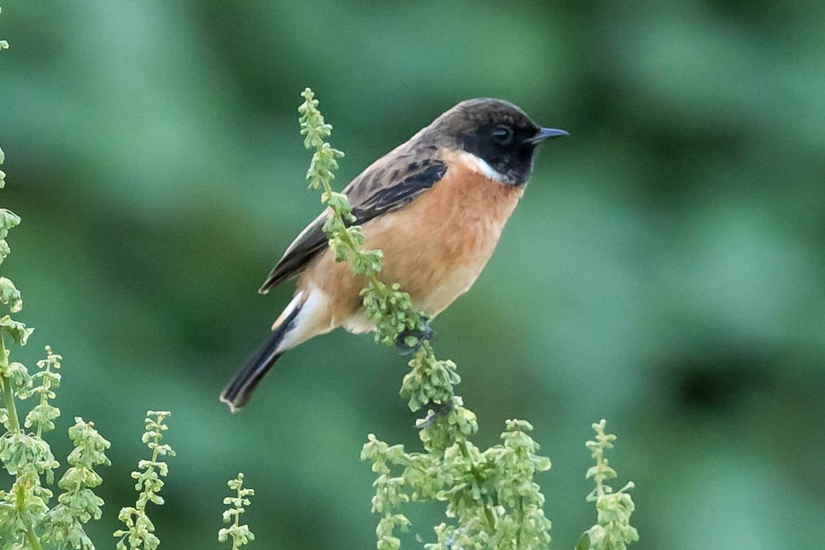 Siberian Stonechat (Przevalski's) - ML628469127