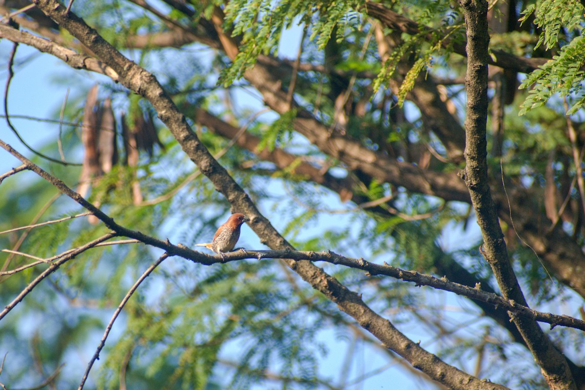 Scaly-breasted Munia - ML628469293
