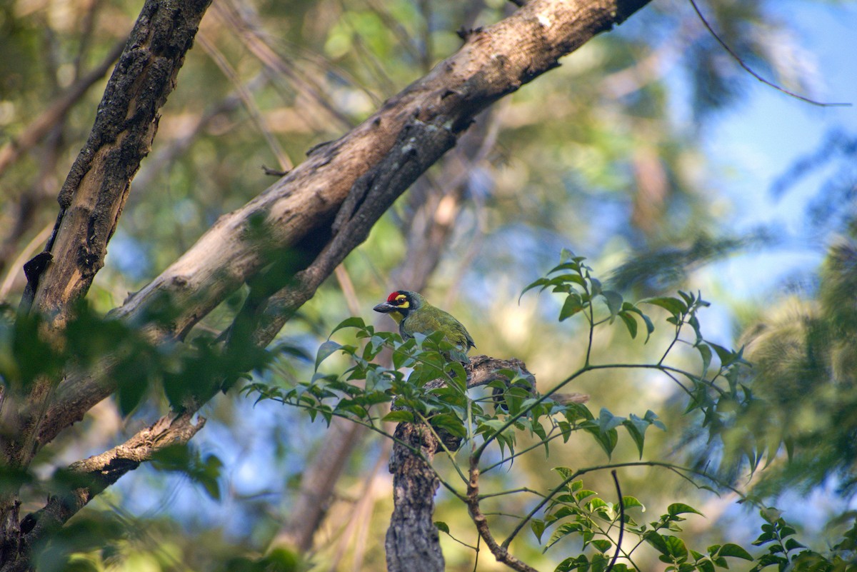 Coppersmith Barbet - ML628469327