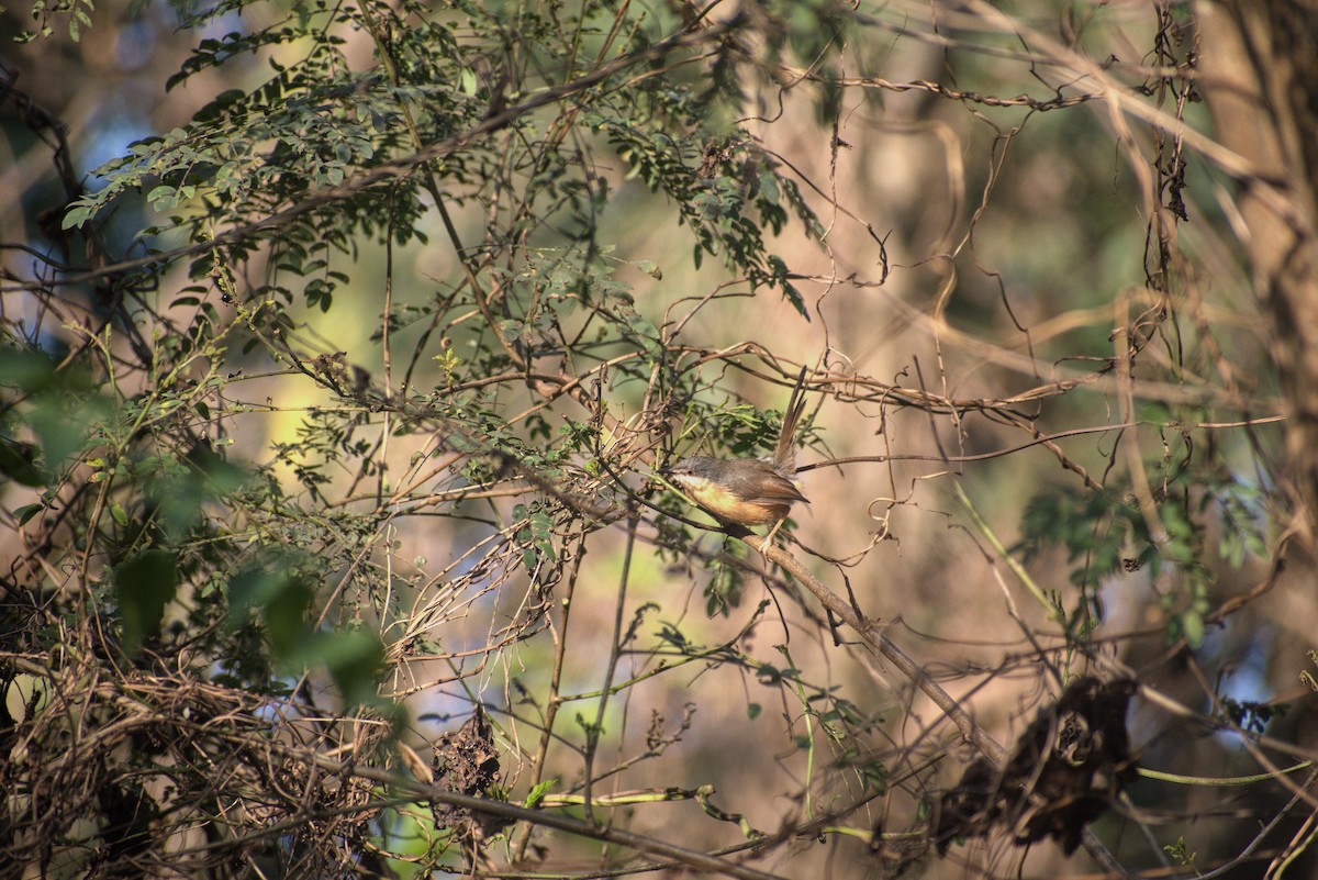 Ashy Prinia - ML628469332
