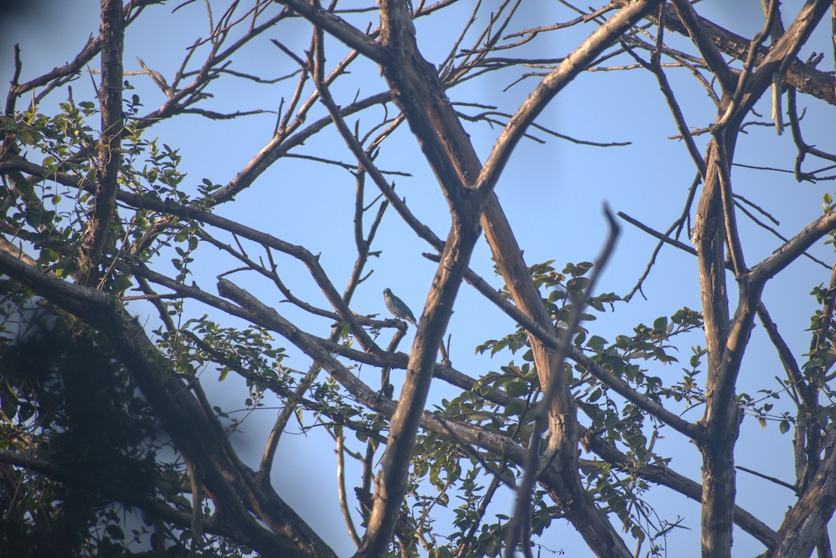 Verditer Flycatcher - ML628469343