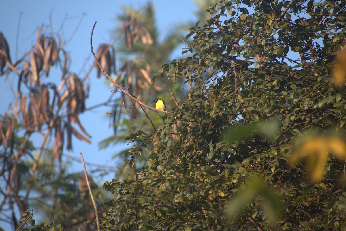 Purple-rumped Sunbird - ML628469348